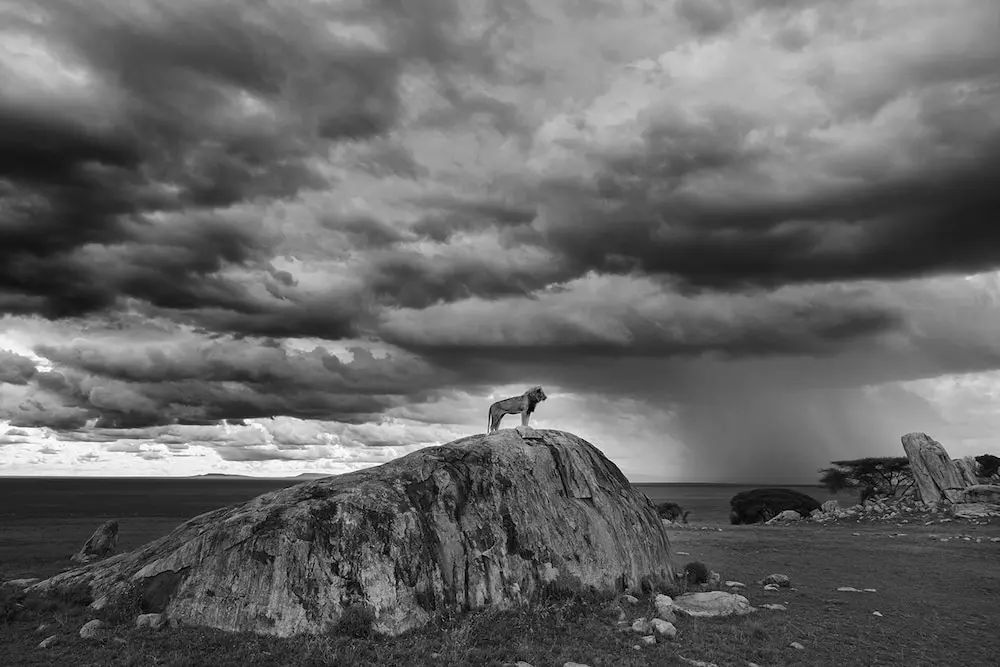 Lion on a Kopje with rain clouds in the background