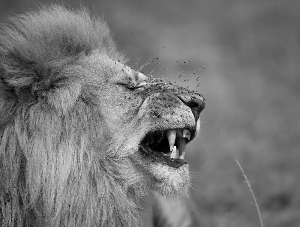 A male lion shows his displeasure at the relentless attention received from flies.