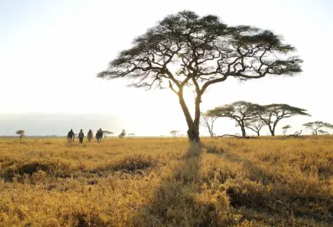 Guests and a guide on a walking safari in East Africa