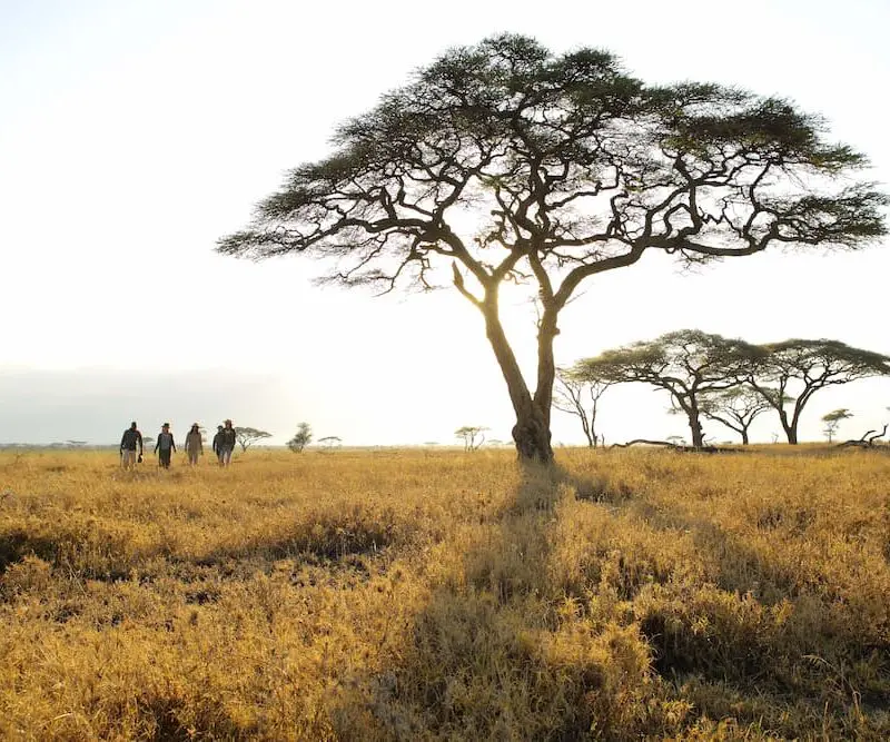 Guests and a guide on a walking safari in East Africa