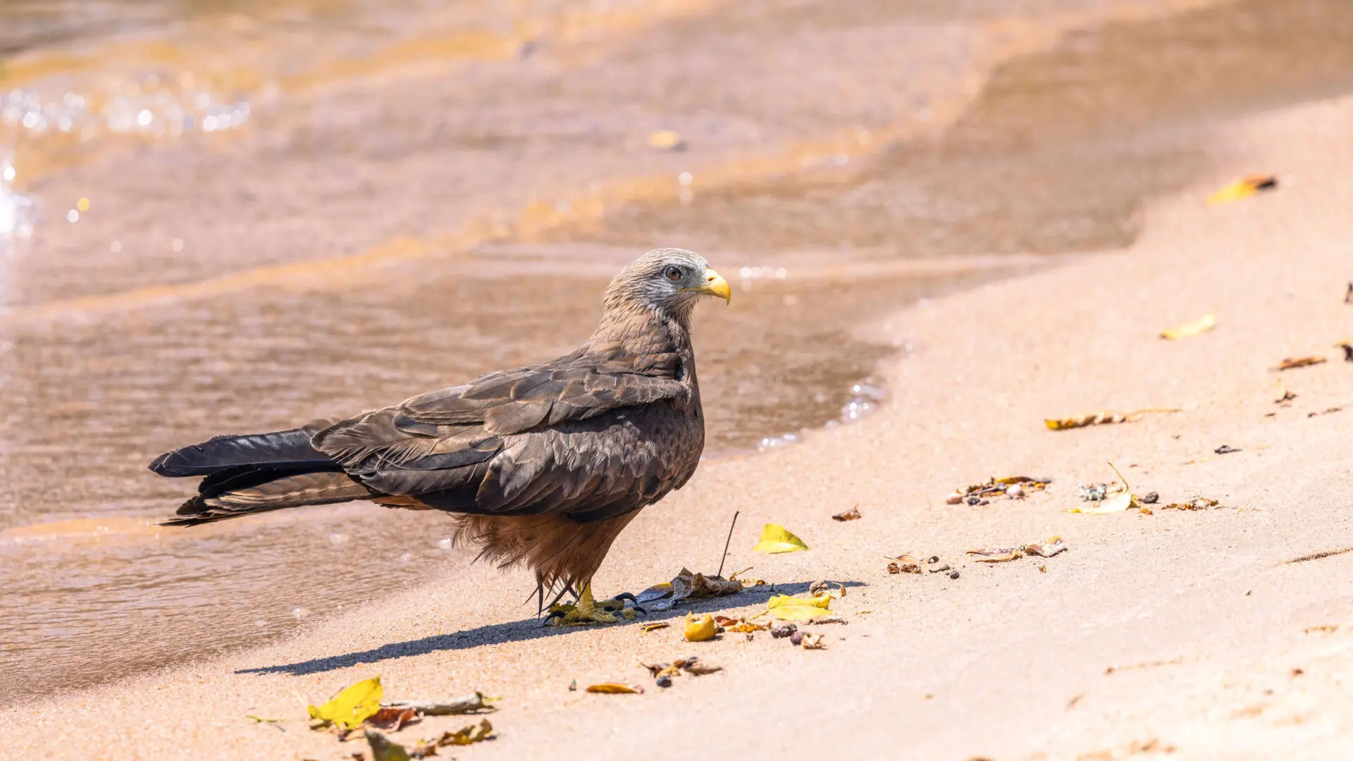 single yellow billed kite stood on the waters edge, rubondo island, tanzania, asilia africa