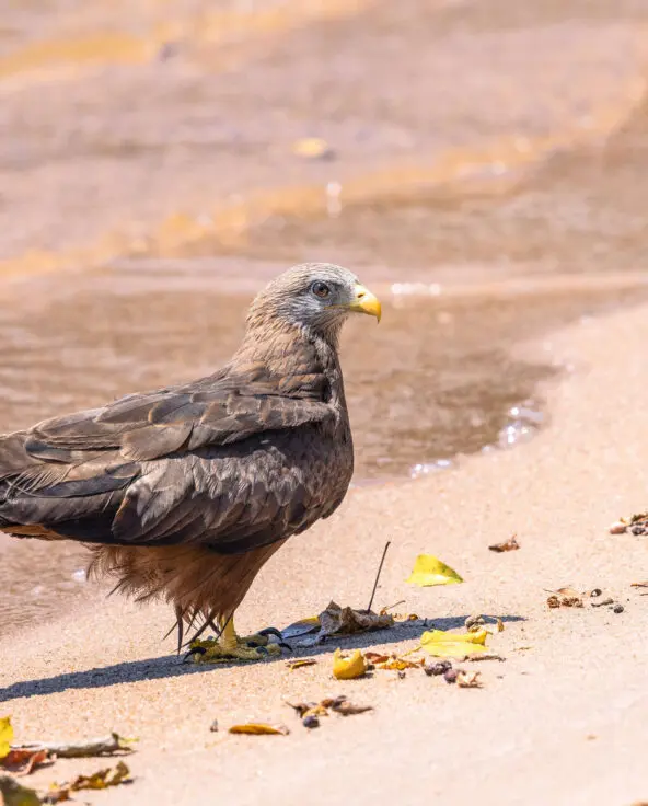 single yellow billed kite stood on the waters edge, rubondo island, tanzania, asilia africa