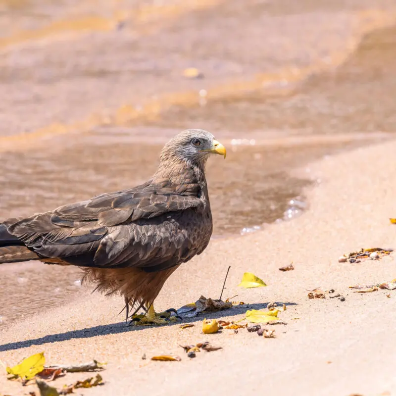 single yellow billed kite stood on the waters edge, rubondo island, tanzania, asilia africa