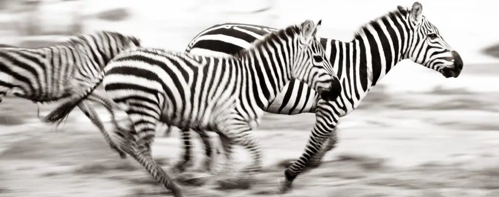 A dazzle of plains zebra