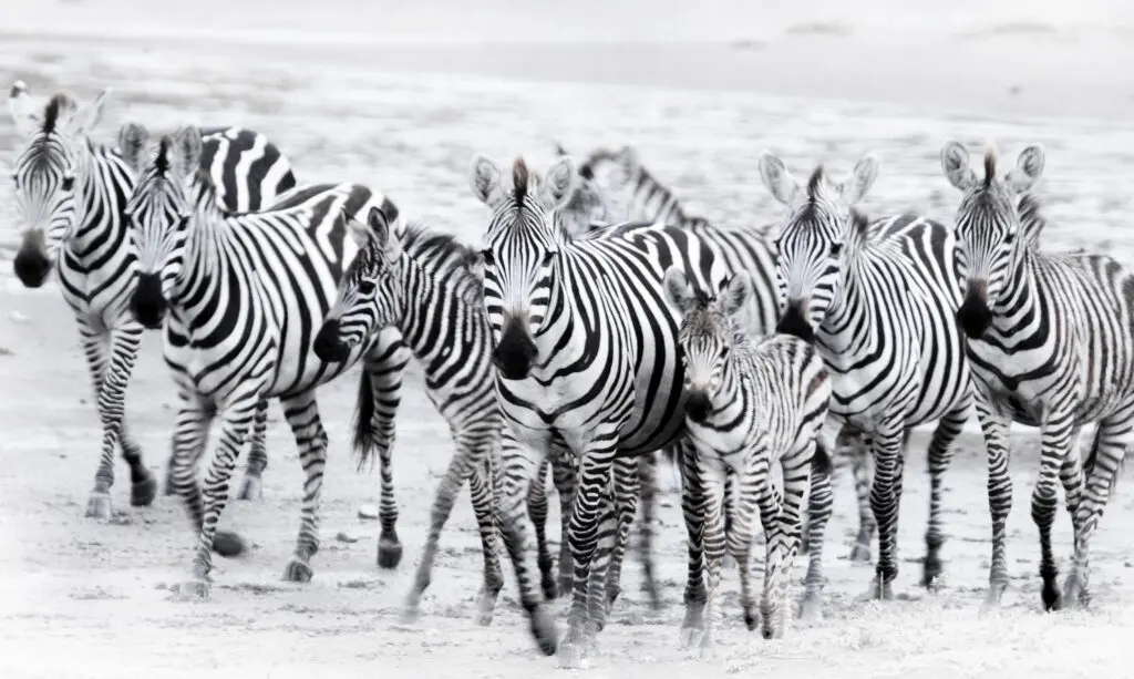 A herd of zebra facing the photographer