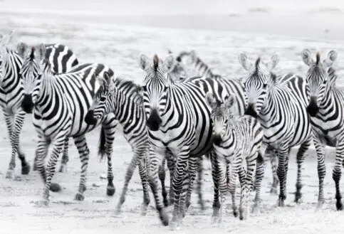 A herd of zebra facing the photographer