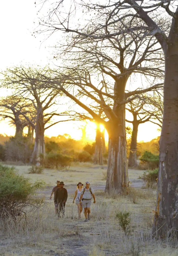 Walking safari Ruaha National Park