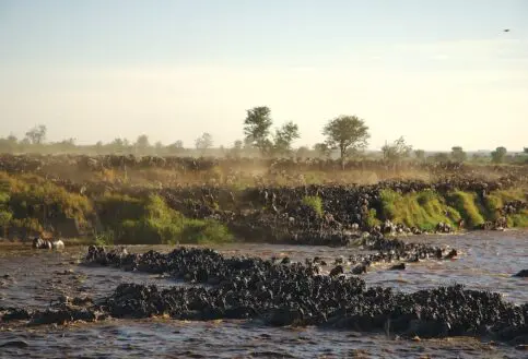 Wildebeest herd crossing river