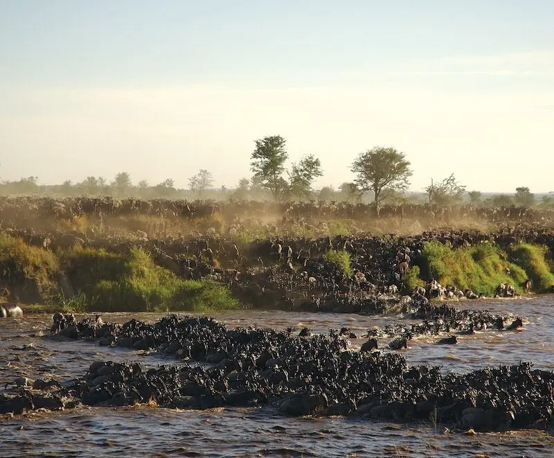 Wildebeest herd crossing river
