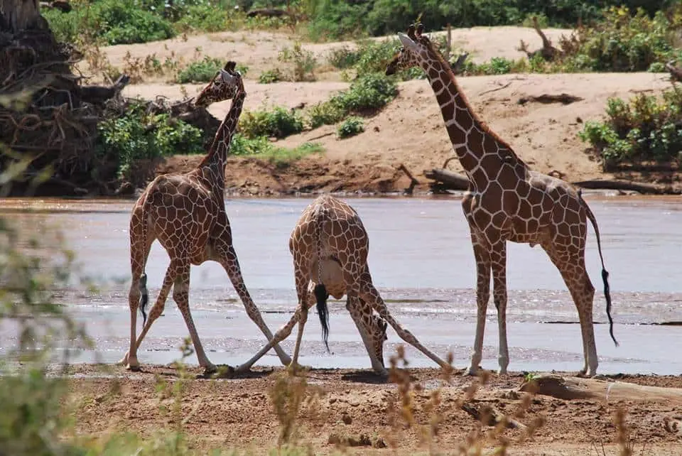 Giraffe Kenya