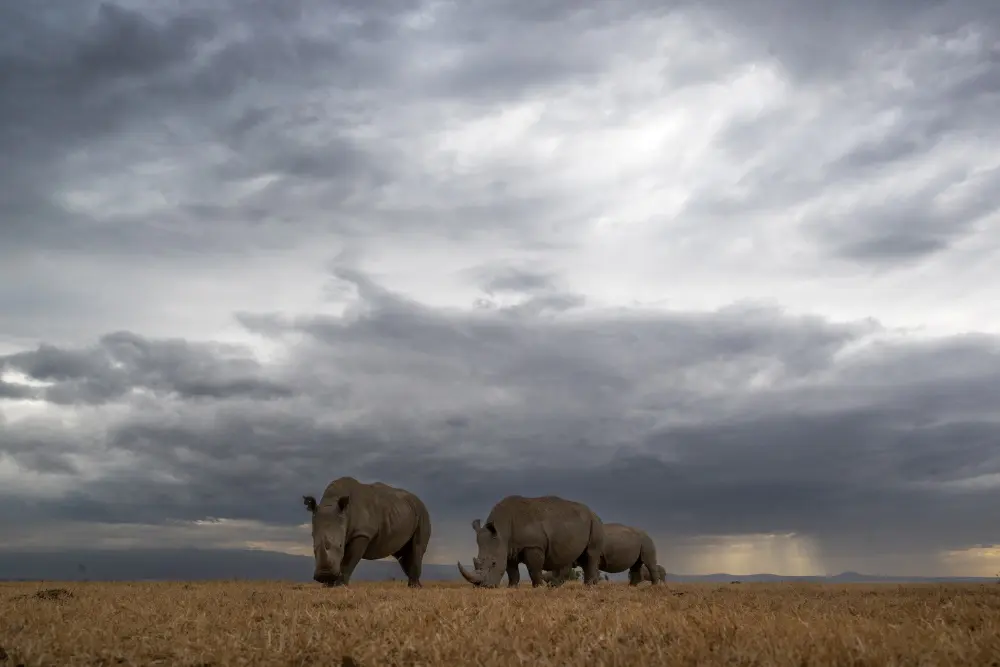 Rhino Ol Pejeta Conservancy Kenya