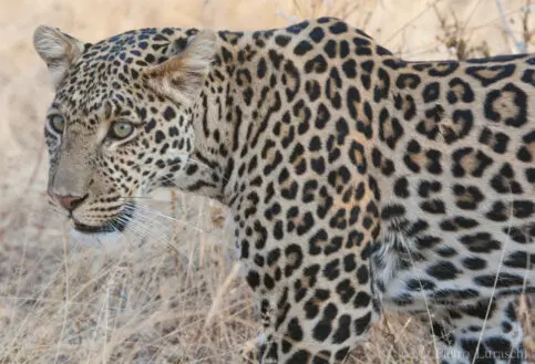 Leopard Ruaha National Park