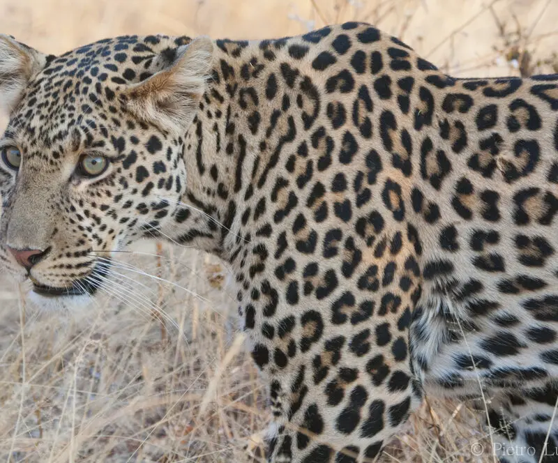 Leopard Ruaha National Park