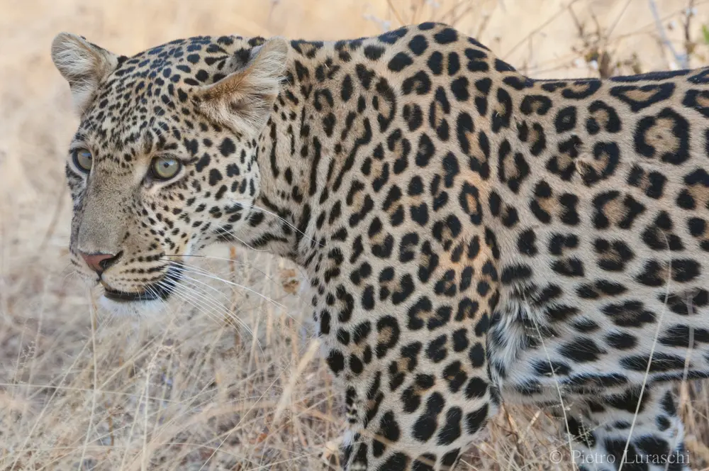 Leopard Ruaha National Park