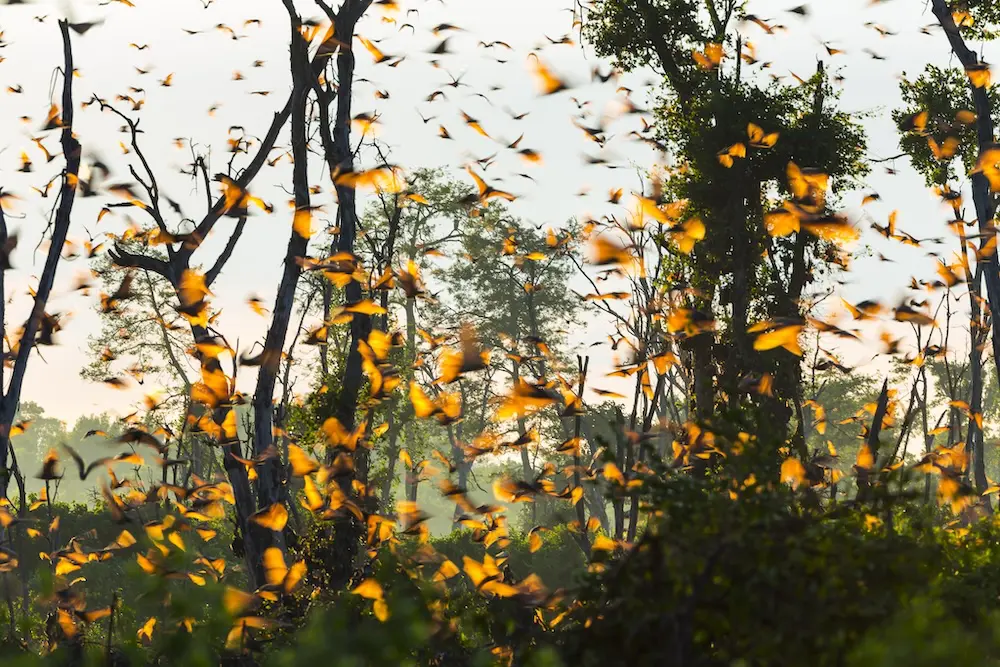 Straw-coloured fruit bat migration