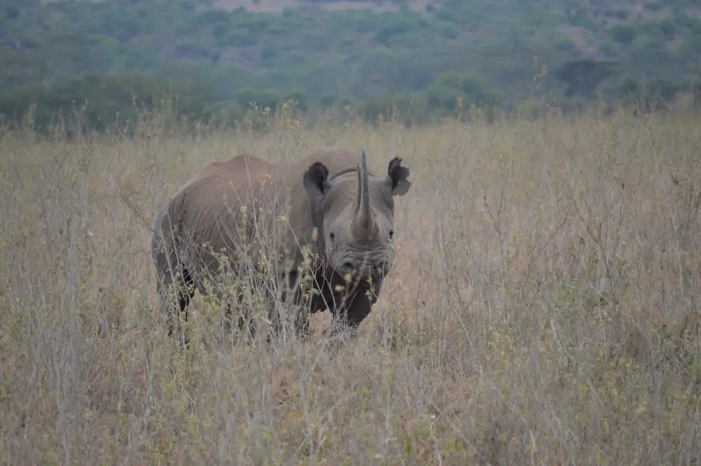 Rhino Nairobi National Park