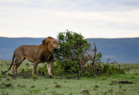 Male lion marking his territory on a bush in Mara Naboisho Conservancy