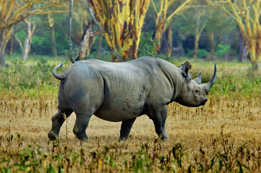 Rhino Ngorongoro Crater