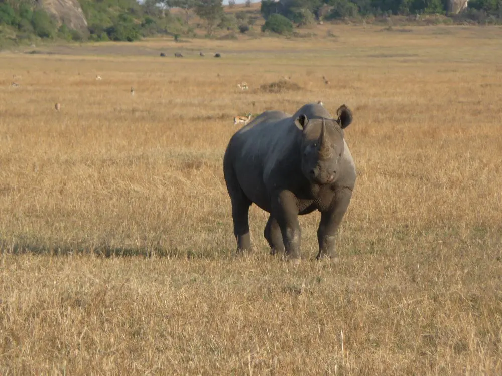 Rhino Serengeti National Park