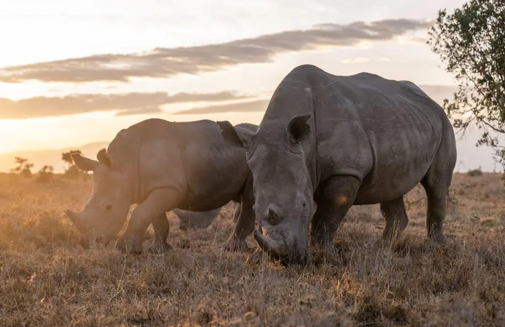 Rhino East Africa