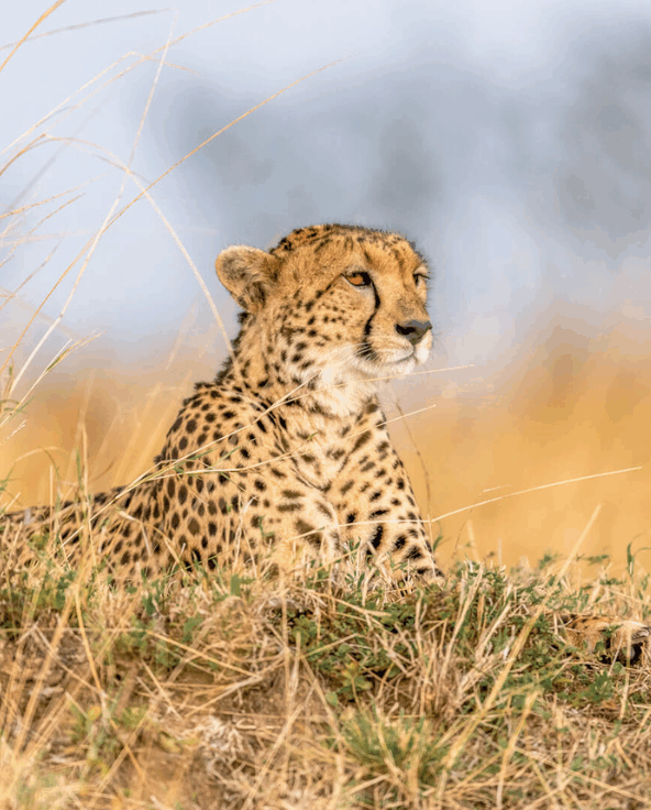 A cheetah lying in the grass stares into the distance, Kenya