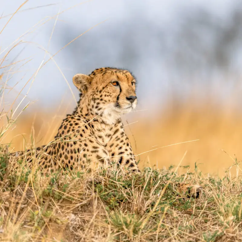 A cheetah lying in the grass stares into the distance, Kenya