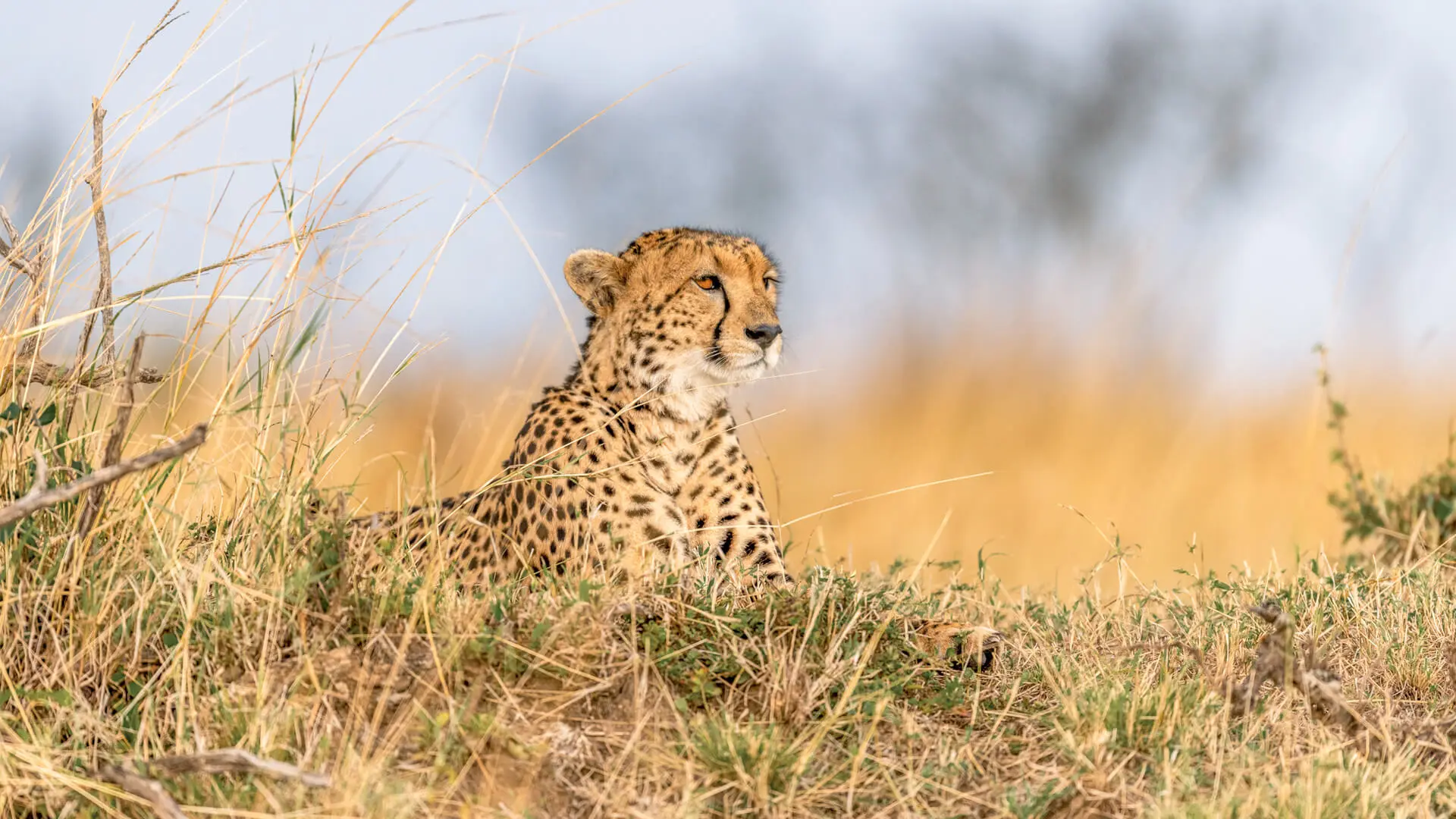 A cheetah lying in the grass stares into the distance, Kenya