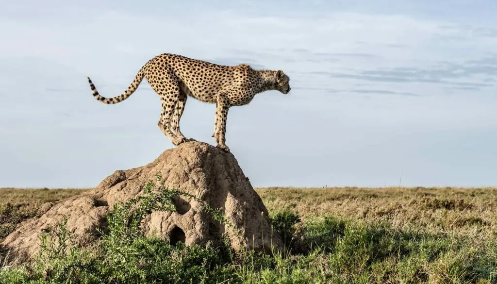 A cheetah on a kopje in the Serengeti