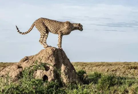 A cheetah on a kopje in the Serengeti