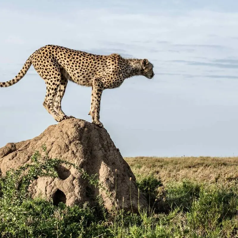 A cheetah on a kopje in the Serengeti