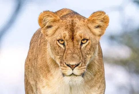 A lioness stares intently into the camera, Kenya