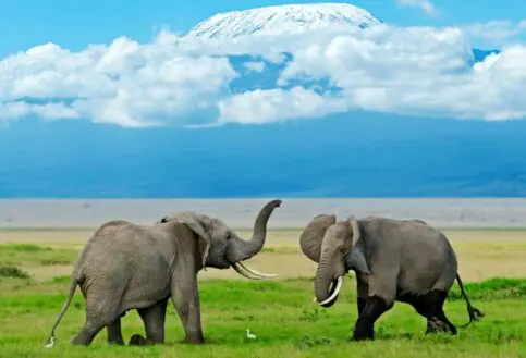 Two elephants in Amboseli National Park, Kenya