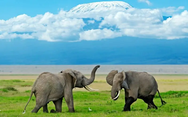 Two elephants in Amboseli National Park, Kenya