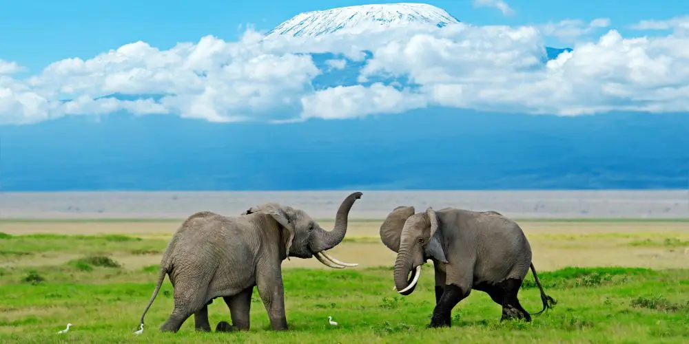 Two elephants in Amboseli National Park, Kenya
