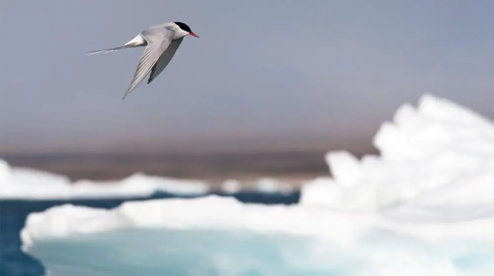 Arctic tern migration