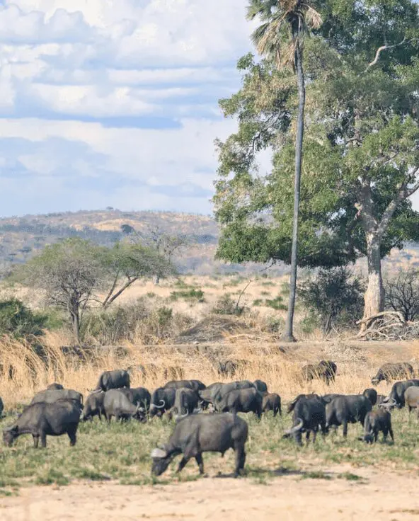 Buffalo grazing in Ruaha National Park