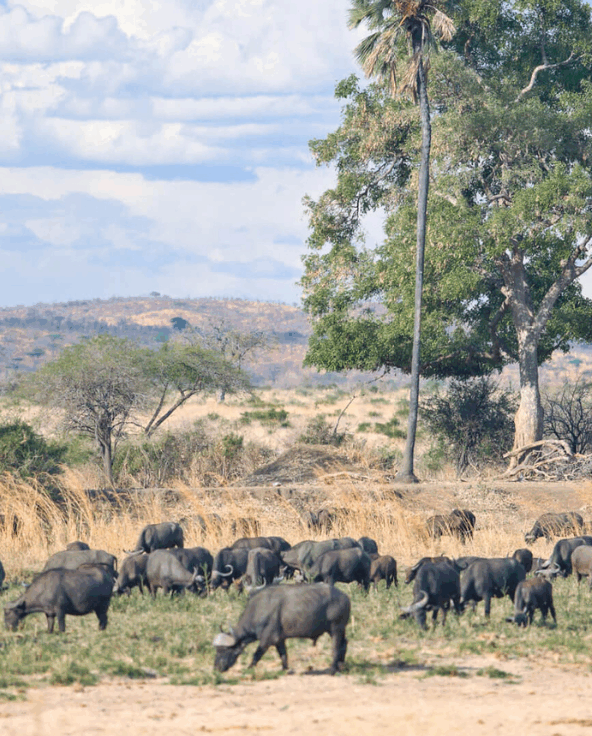 Buffalo grazing in Ruaha National Park