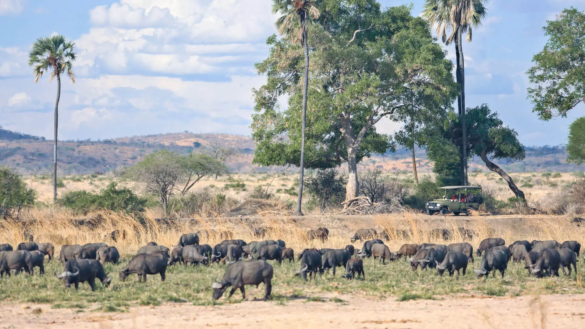 A herd of buffalo grazing in Ruaha national Park