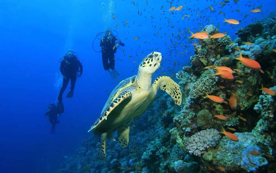 Pemba scuba diving Zanzibar 