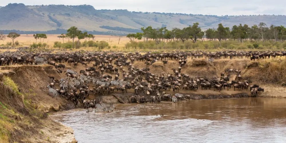 Wildebeest herds crossing the Mara River in Masai Mara