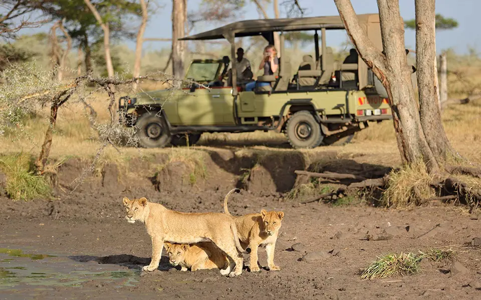 Ubuntu Migration Camp Serengeti lions