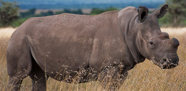Northern white rhino