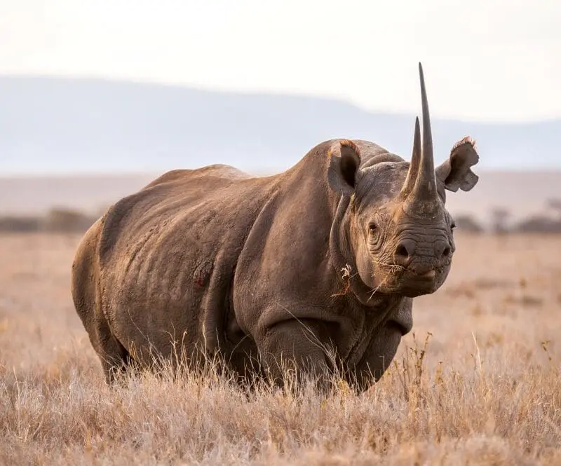 Rhino East Africa safari