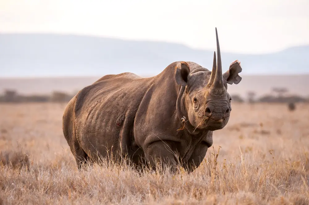 Rhino East Africa safari