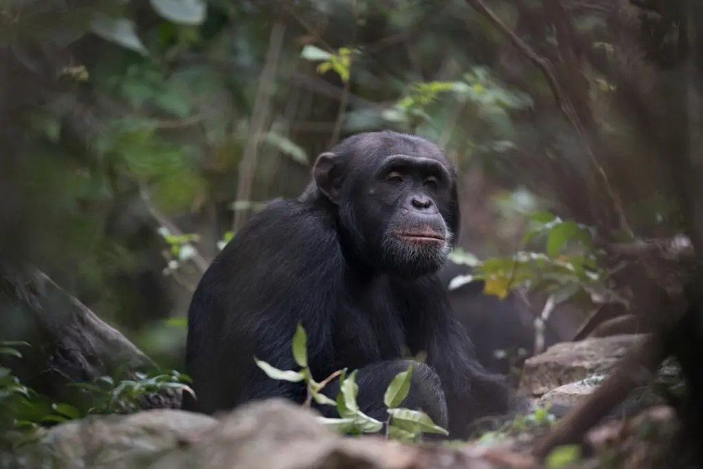 Rubondo Island chimp trekking