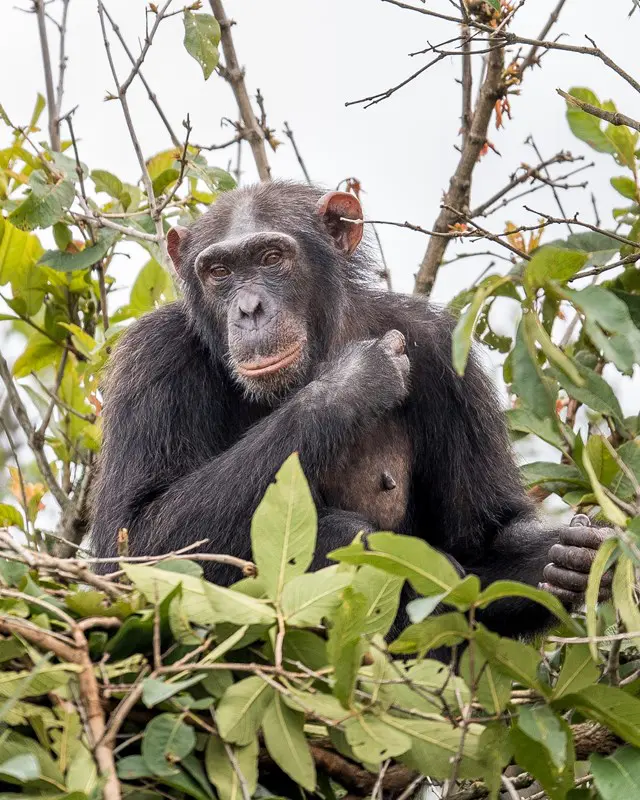 Rubondo Island chimpanzee