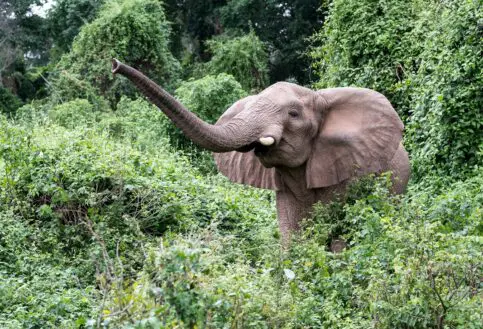Rubondo Island elephant