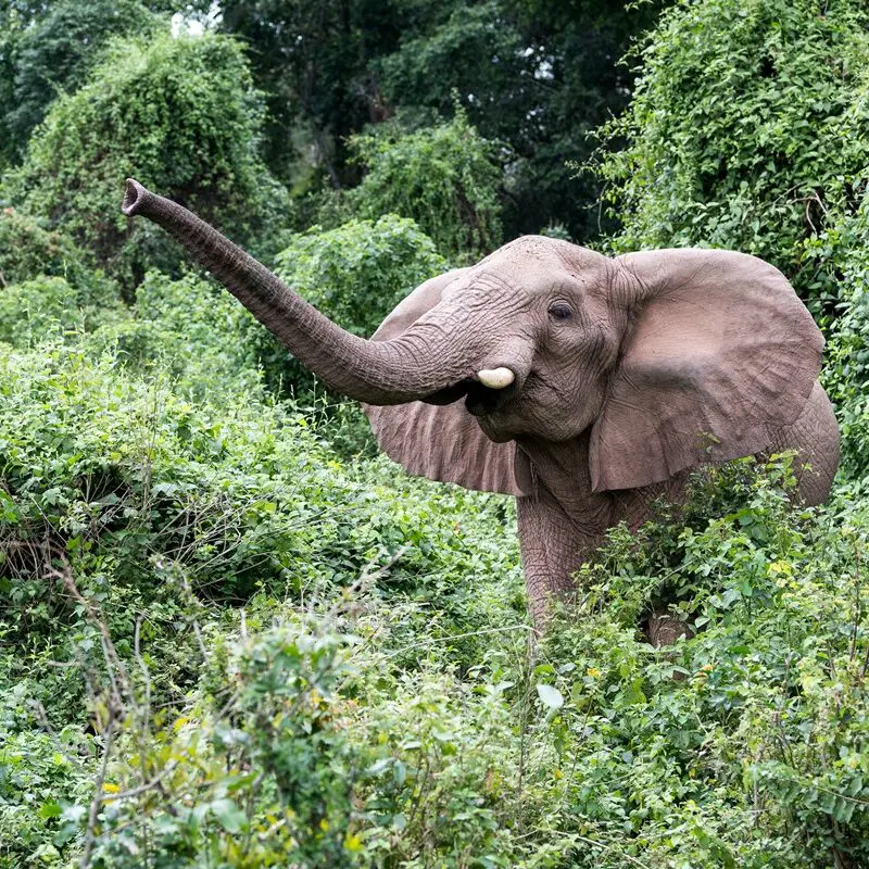 Rubondo Island elephant