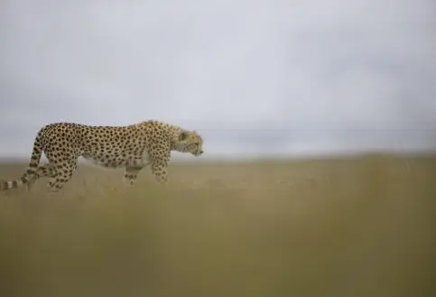 Serengeti wildlife cheetah