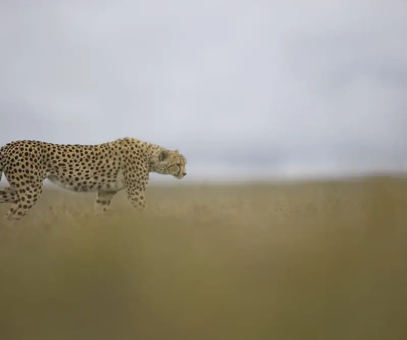 Serengeti wildlife cheetah